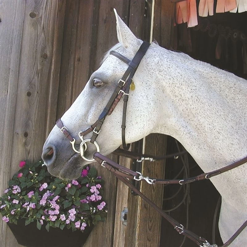 Nunn Finer Kineton - Havana - Image 2