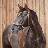 Horze Highbury Anatomical Crystal Dressage Bridle - Dark Brown