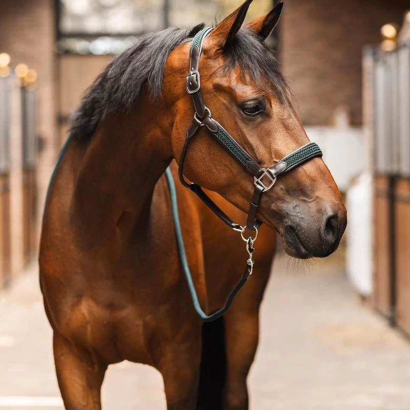 B Vertigo Evolve Leather Halter W/Braided Accents - Jungle Green - Image 3